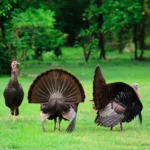 What Is a Group of Turkeys Called? Exploring the Fascinating Term group of turkeys