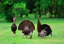 What Is a Group of Turkeys Called? Exploring the Fascinating Term group of turkeys