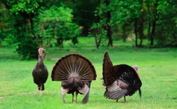 What Is a Group of Turkeys Called? Exploring the Fascinating Term group of turkeys