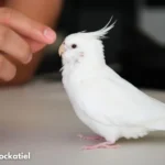 All About Albino Cockatiel: Personality, Traits, and Diet Tips Albino cockatiel