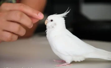 All About Albino Cockatiel: Personality, Traits, and Diet Tips Albino cockatiel