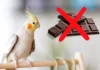 Can Birds Eat Chocolate? Dangers & Safe Alternatives Can Birds Eat Chocolate