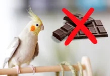 Can Birds Eat Chocolate? Dangers & Safe Alternatives Can Birds Eat Chocolate