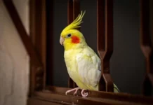 Do Cockatiels Talk? A Guide to Their Talking Ability Do Cockatiels Talk