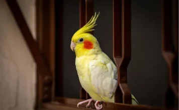 Do Cockatiels Talk? A Guide to Their Talking Ability Do Cockatiels Talk