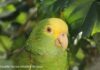 Double Yellow Headed Amazon: A Complete Guide to This Intelligent Parrot Double Yellow Headed Amazon
