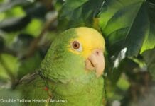 Double Yellow Headed Amazon: A Complete Guide to This Intelligent Parrot Double Yellow Headed Amazon