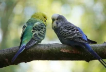 English Budgie Parakeet: Size, Care, and Personality English Budgie Parakeet