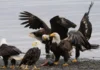 Group of Eagles: What Is It Called and Why? Group of Eagles