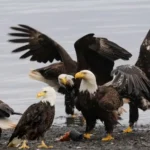 Group of Eagles: What Is It Called and Why? Group of Eagles