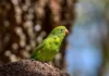 Plain Parakeet: A Guide to This Unique Bird Species Plain Parakeet
