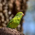 Plain Parakeet: A Guide to This Unique Bird Species Plain Parakeet