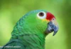 Red-crowned amazon: A Complete Guide to This Vibrant Parrot Red crowned amazon