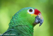 Red-crowned amazon: A Complete Guide to This Vibrant Parrot Red crowned amazon