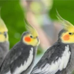 10 Most Popular Types of Cockatiels: Colors and Traits Types of Cockatiels