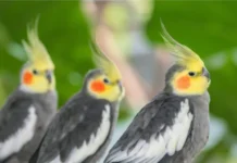 10 Most Popular Types of Cockatiels: Colors and Traits Types of Cockatiels