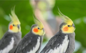 10 Most Popular Types of Cockatiels: Colors and Traits Types of Cockatiels