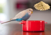 Do Birds Eat Oats? Safe and Healthy Feeding Tips do birds eat oats