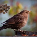 Can Birds Eat Raisins? A Guide to Dried Fruit for Birds can birds eat raisins