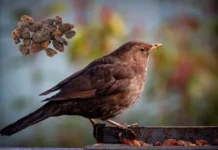 Can Birds Eat Raisins? A Guide to Dried Fruit for Birds can birds eat raisins
