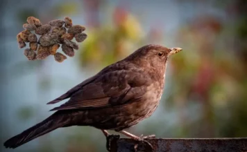 Can Birds Eat Raisins? A Guide to Dried Fruit for Birds can birds eat raisins