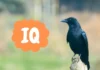 10 Most Popular Smartest Birds That Will Amaze You smartest birds