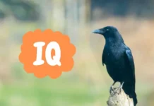 10 Most Popular Smartest Birds That Will Amaze You smartest birds
