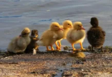 What Is a Group of Ducklings Called? All About Baby Duck Terms What Is a Group of Ducklings Called