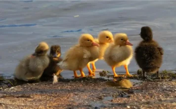 What Is a Group of Ducklings Called? All About Baby Duck Terms What Is a Group of Ducklings Called