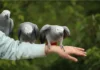 African Grey Parrot Price: How Much Do They Cost? african grey parrot price