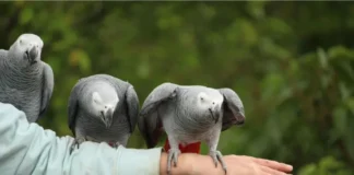 african grey parrot price