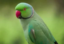 Alexandrine parakeet: Everything You Need to Know About This Majestic Species Alexandrine parakeet