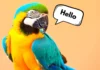 10 Most Popular Birds That Can Talk birds that can talk