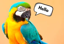 10 Most Popular Birds That Can Talk birds that can talk