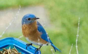 Bluebird Food: Best Choices for a Healthy Diet bluebird food