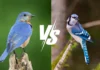 Bluebird vs Blue Jay: A Complete Comparison Guide bluebird vs blue jay
