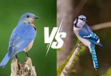 Bluebird vs Blue Jay: A Complete Comparison Guide bluebird vs blue jay
