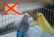 Can Birds Eat Cheese? The Complete Nutritional Insight can birds eat cheese