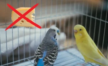 Can Birds Eat Cheese? The Complete Nutritional Insight can birds eat cheese