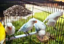 Can Birds Eat Chia Seeds? A Nutritional Guide can birds eat chia seeds