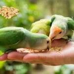 Can Birds Eat Dried Barley? A Complete Guide to Bird Diets can birds eat dried barley