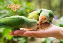 Can Birds Eat Dried Barley? A Complete Guide to Bird Diets can birds eat dried barley