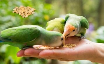 Can Birds Eat Dried Barley? A Complete Guide to Bird Diets can birds eat dried barley
