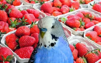 Can Parakeets Eat Strawberries? What You Should Know can parakeets eat strawberries
