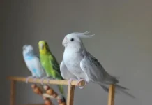 Can You Put Parakeets and Cockatiels in the Same Cage? Can You Put Parakeets and Cockatiels in the Same Cage
