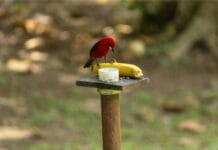Do Birds Eat Bananas? Facts You Should Know do birds eat bananas