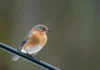 Identifying Female Bluebird: Behavior, Appearance, and More female bluebird