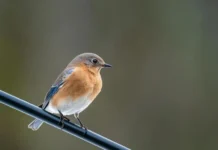 Identifying Female Bluebird: Behavior, Appearance, and More female bluebird