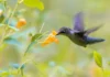 10 Flowers That Attract Hummingbirds: Top Choices for Your Garden flowers that attract hummingbirds