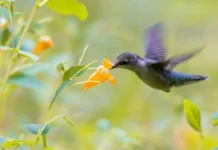 10 Flowers That Attract Hummingbirds: Top Choices for Your Garden flowers that attract hummingbirds